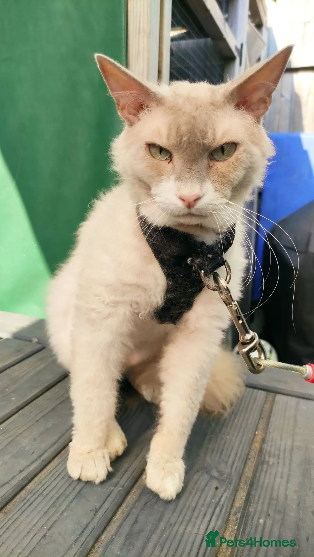 LaPerm cats for sale: Gentle Adult LaPerm male - Advert 2