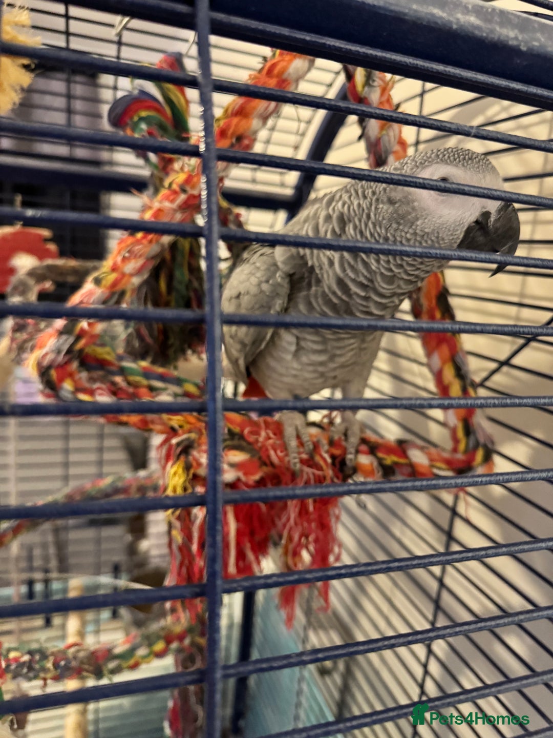 Parrots birds for sale: African Grey Parrot - Advert 3