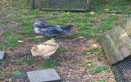 Chickens poultry for sale: Bantam blue Orpington cockerel £0 - Image 2