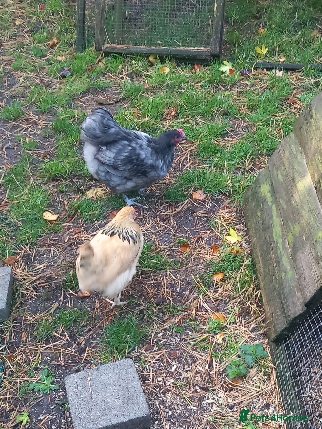 Chickens poultry for sale: Bantam blue Orpington cockerel £0 - Image 2