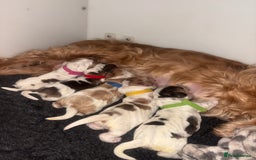 Cocker Spaniel dogs for sale: Delightful Litter Of Show Type Cocker Spaniels - Advert 3