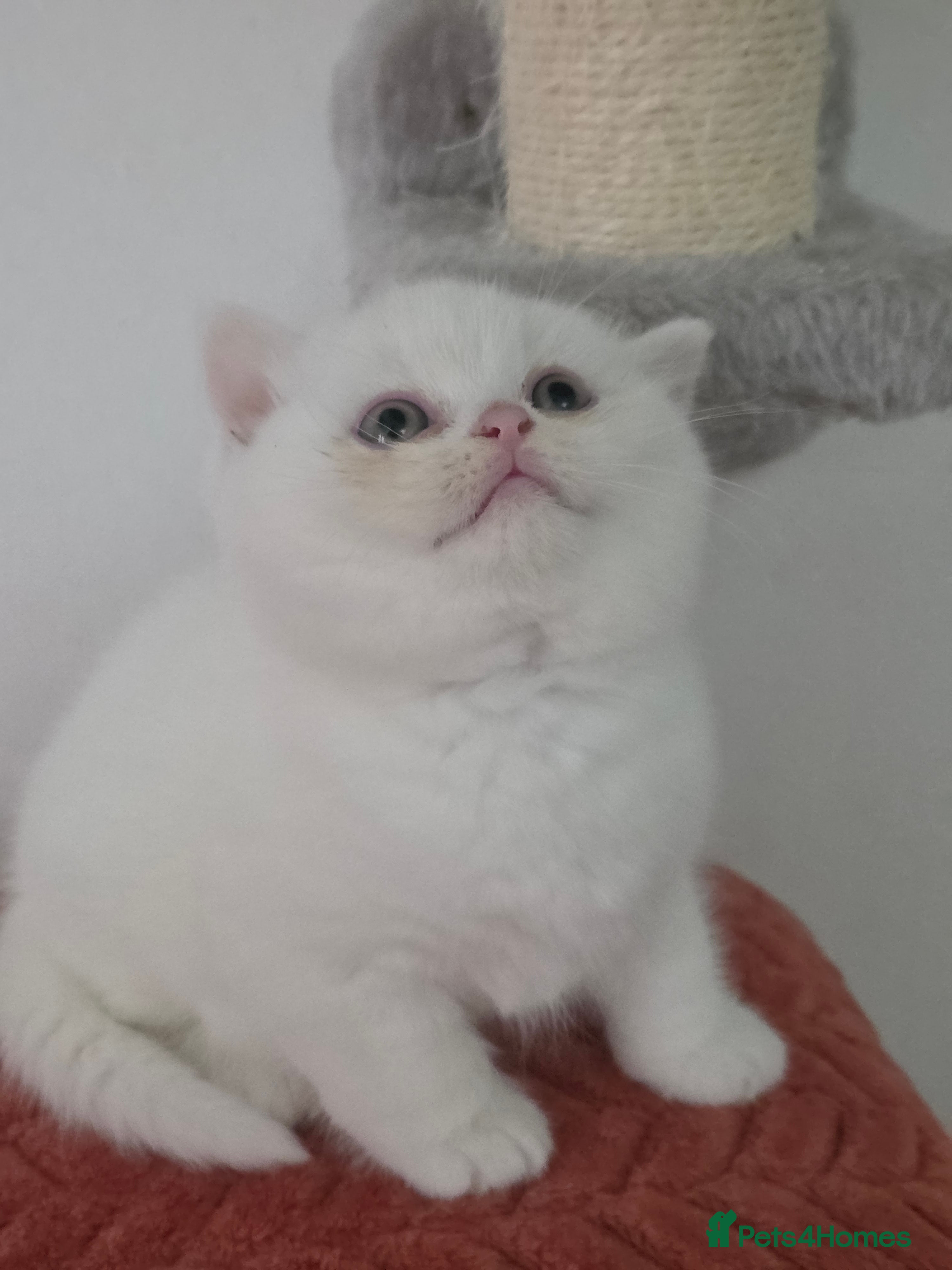 British Shorthair cats  British Shorthair Kittens – TICA Registered  - Advert 11