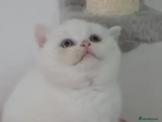 British Shorthair cats British Shorthair Kittens – TICA Registered - Advert 5