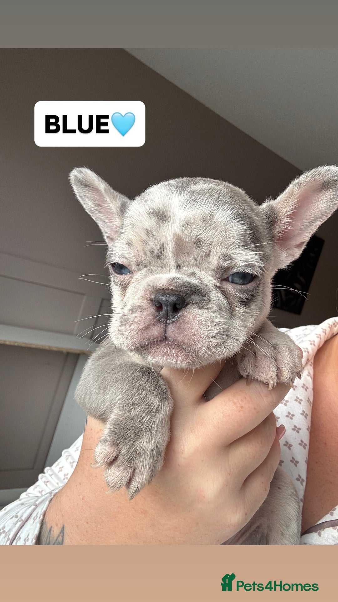 French Bulldog dogs for sale: French bulldog puppies  - Advert 3