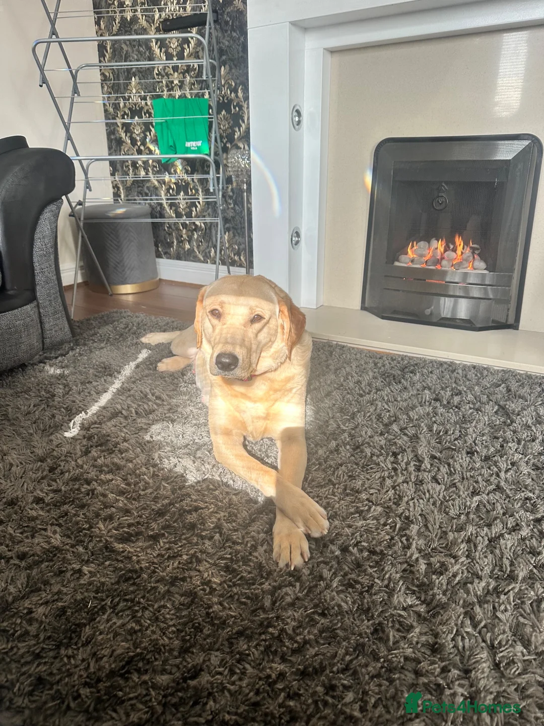 Labrador Retriever dogs for sale: Labrador puppies - Advert 13