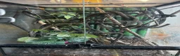 Gecko reptiles for sale: Giant Madagascan Day Gecko + Set-up in Badminton - Advert 2