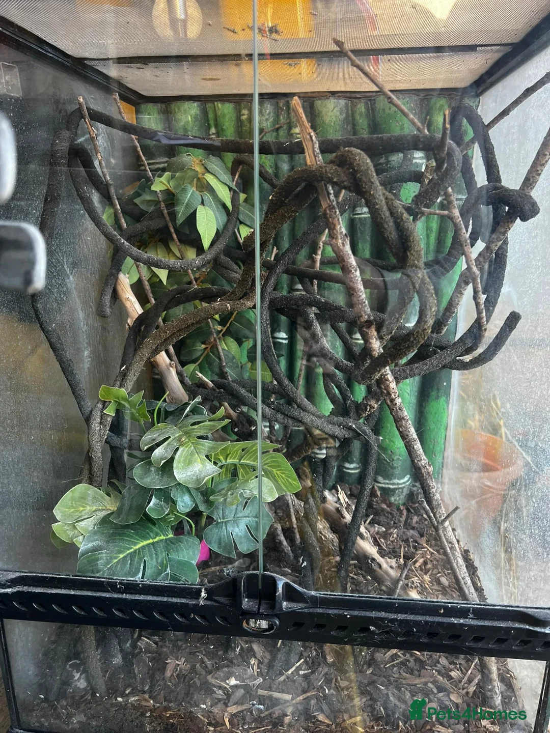 Gecko reptiles for sale: Giant Madagascan Day Gecko + Set-up in Badminton - Advert 2