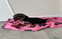 Miniature Dachshund dogs for sale: Beautiful miniature dachshund  - Image 5