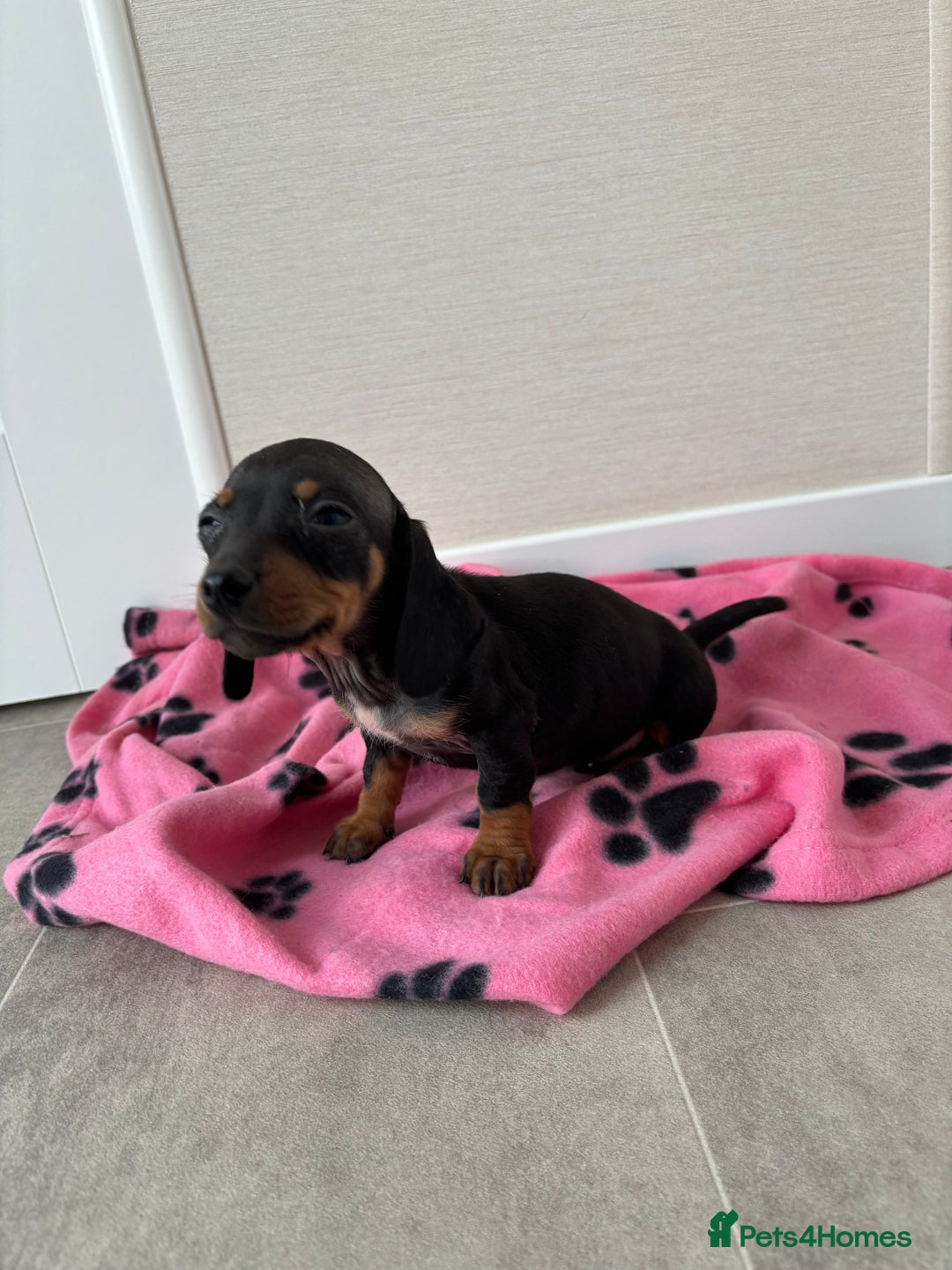 Miniature Dachshund dogs for sale: Beautiful miniature dachshund  - Image 5