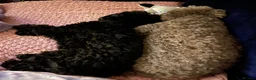 Toy Poodle dogs for sale: Black toy poodle in Manchester - Advert 26