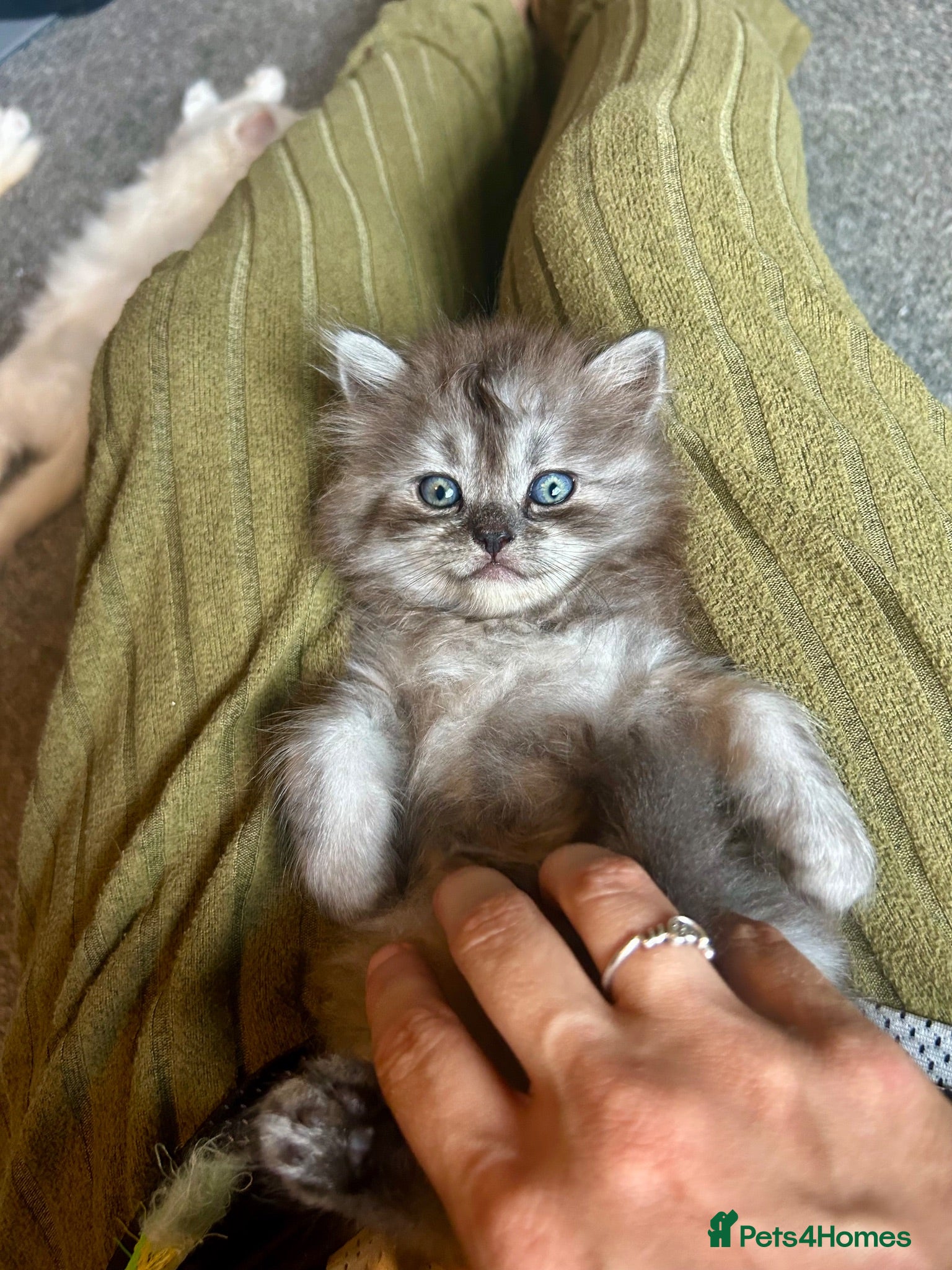 Persian cats 7-Persian kittens for sale 🩶🩵 males & Females - Advert 2