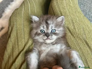 Persian cats 7-Persian kittens for sale 🩶🩵 males & Females - Advert 2
