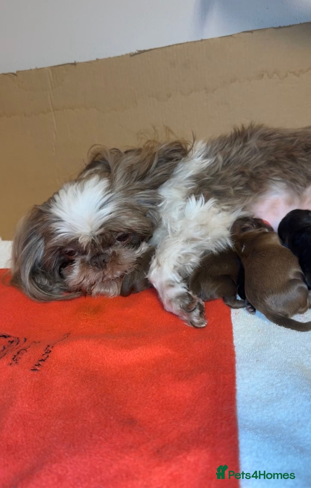 Shih Tzu dogs for sale: Tri-Colour KC Imperial Shih Tzu Puppies - Advert 2