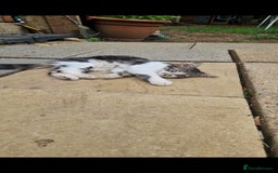 Mixed Breed cats for sale: 2 Beautiful female Kittens for sale. - Image 6