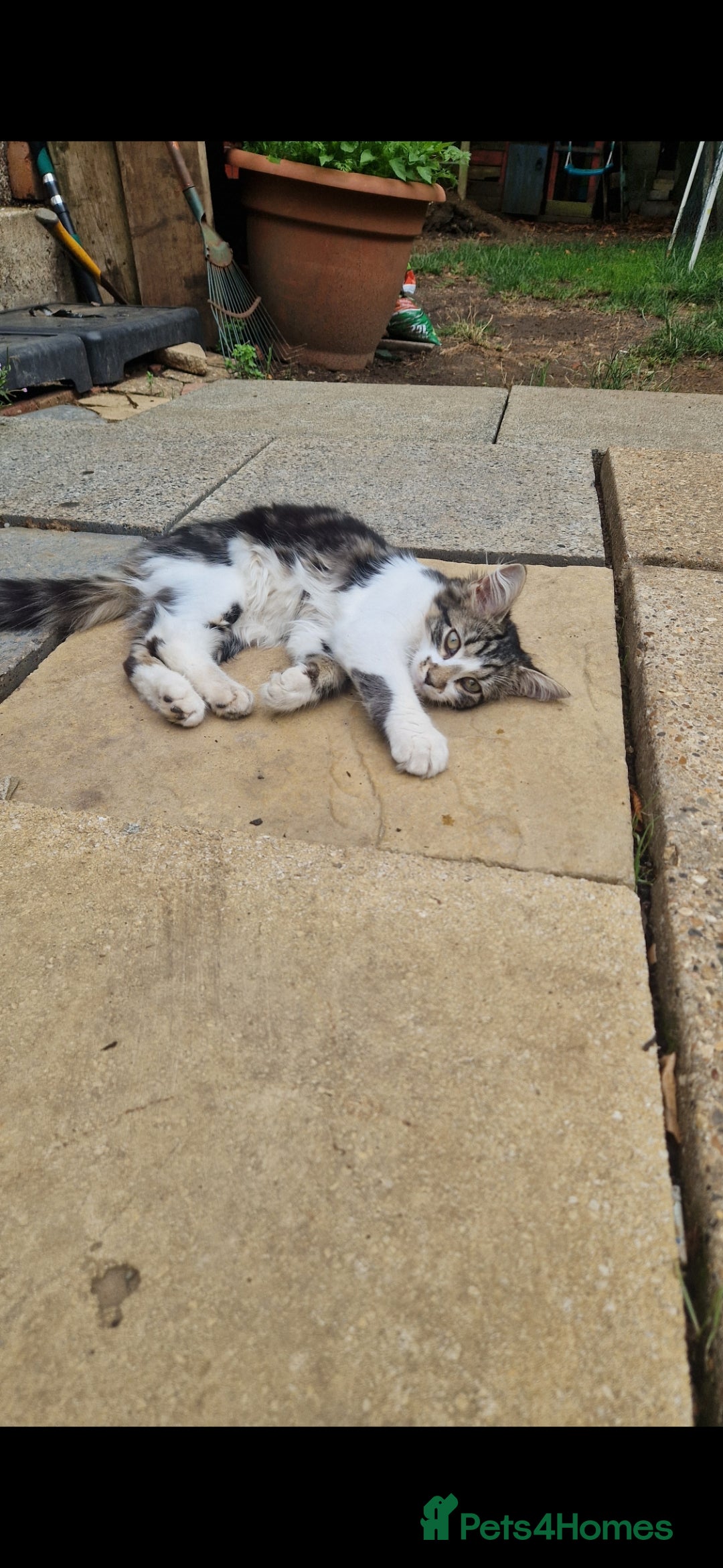 Mixed Breed cats for sale: 2 Beautiful female Kittens for sale. - Image 6
