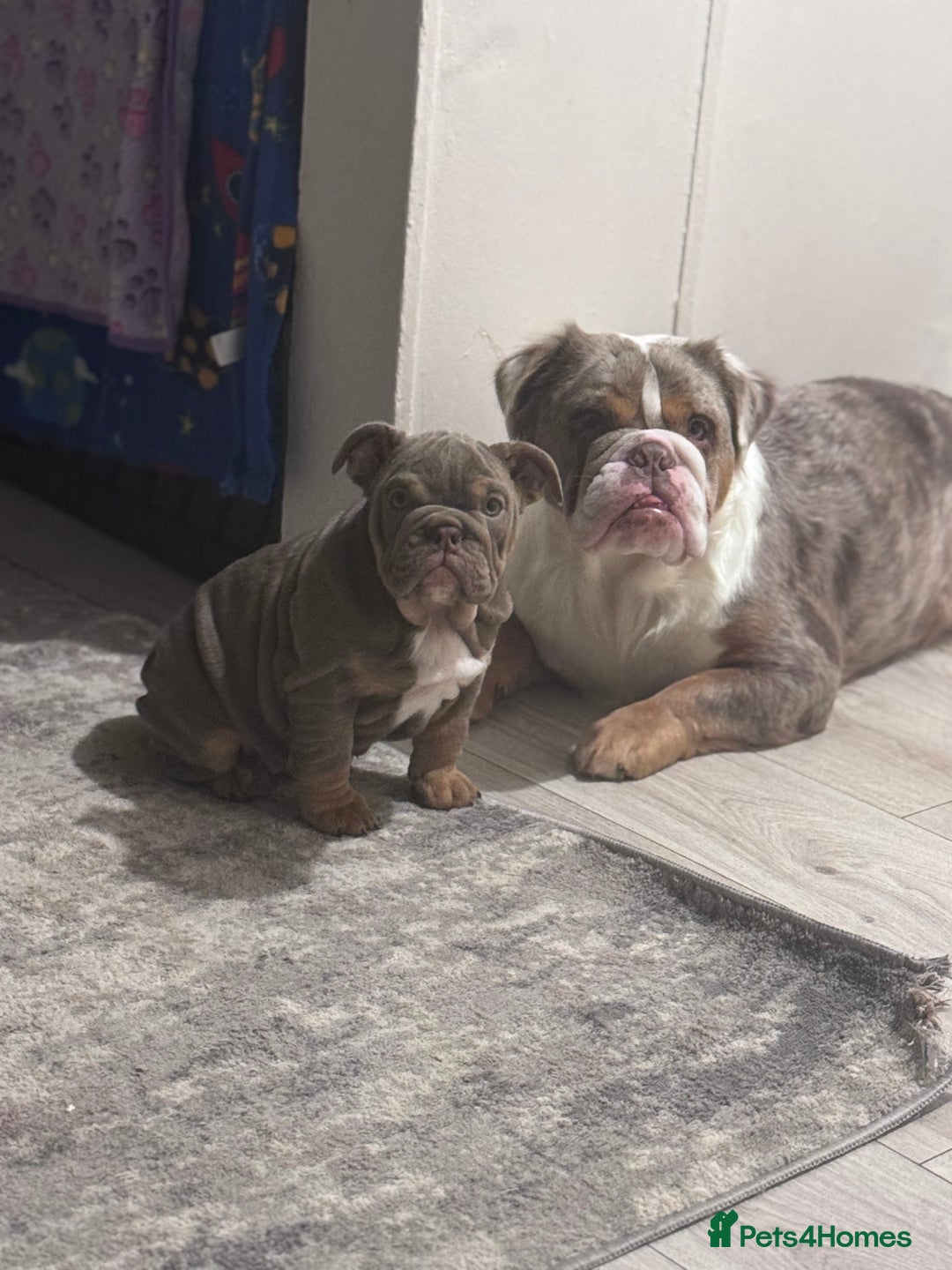 English Bulldog dogs for sale: Last little lady, English Bulldog  - Advert 5