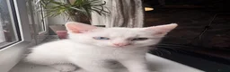 Mixed Breed cats for sale: Beautiful Kittens  - Advert 15