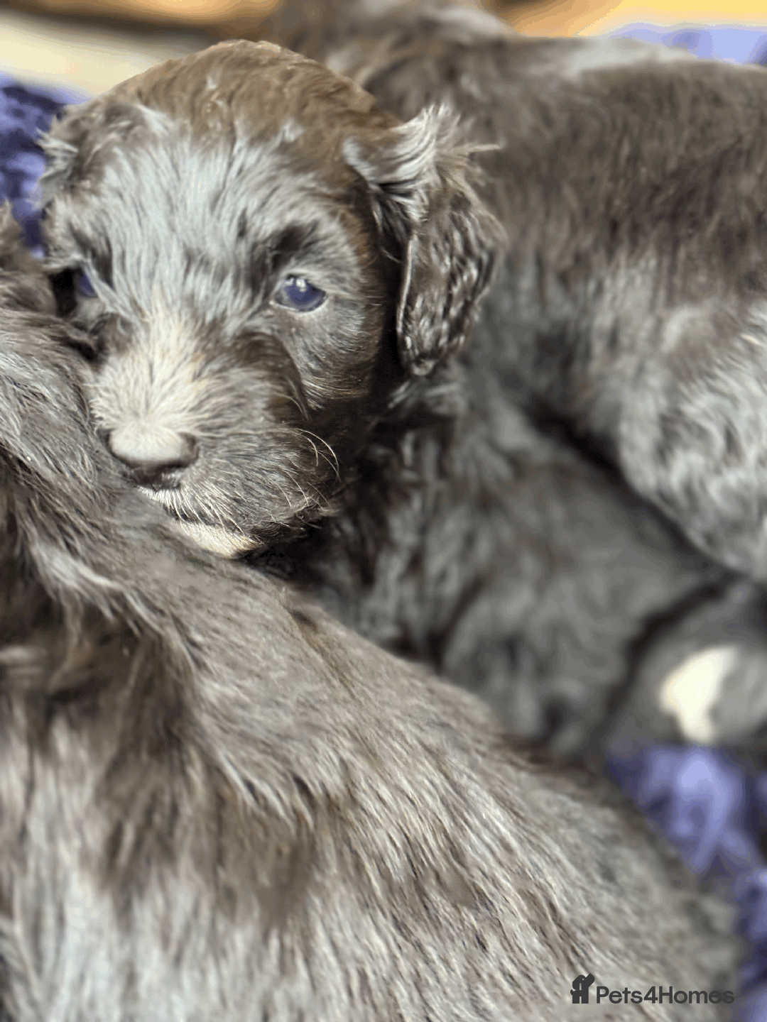 Portuguese Water Dog dogs for sale: ARTSEADOG KC registered Pure Portuguese Waterdogs - Image 8