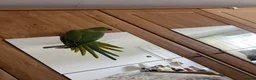 Ringnecks birds for sale: Ring neck  - Advert 1