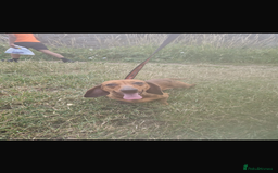 Dachshund dogs for sale: Dachshund 2 girls - Image 2