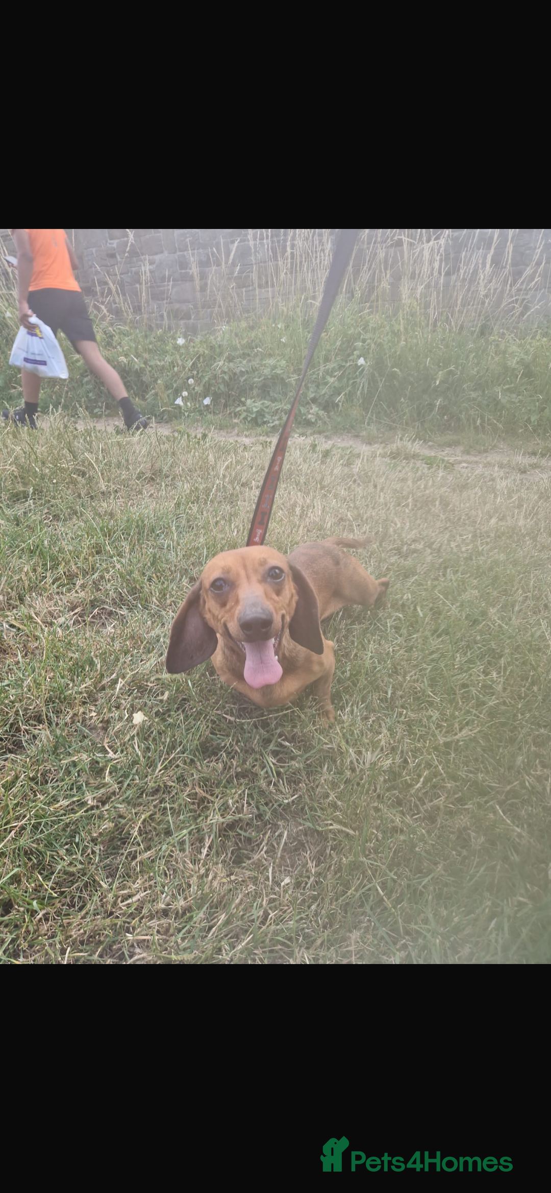 Dachshund dogs for sale: Dachshund 2 girls - Image 2