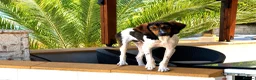 Mixed Breed dogs for adoption: Noodle the delightful young boy in Ashford - Advert 3