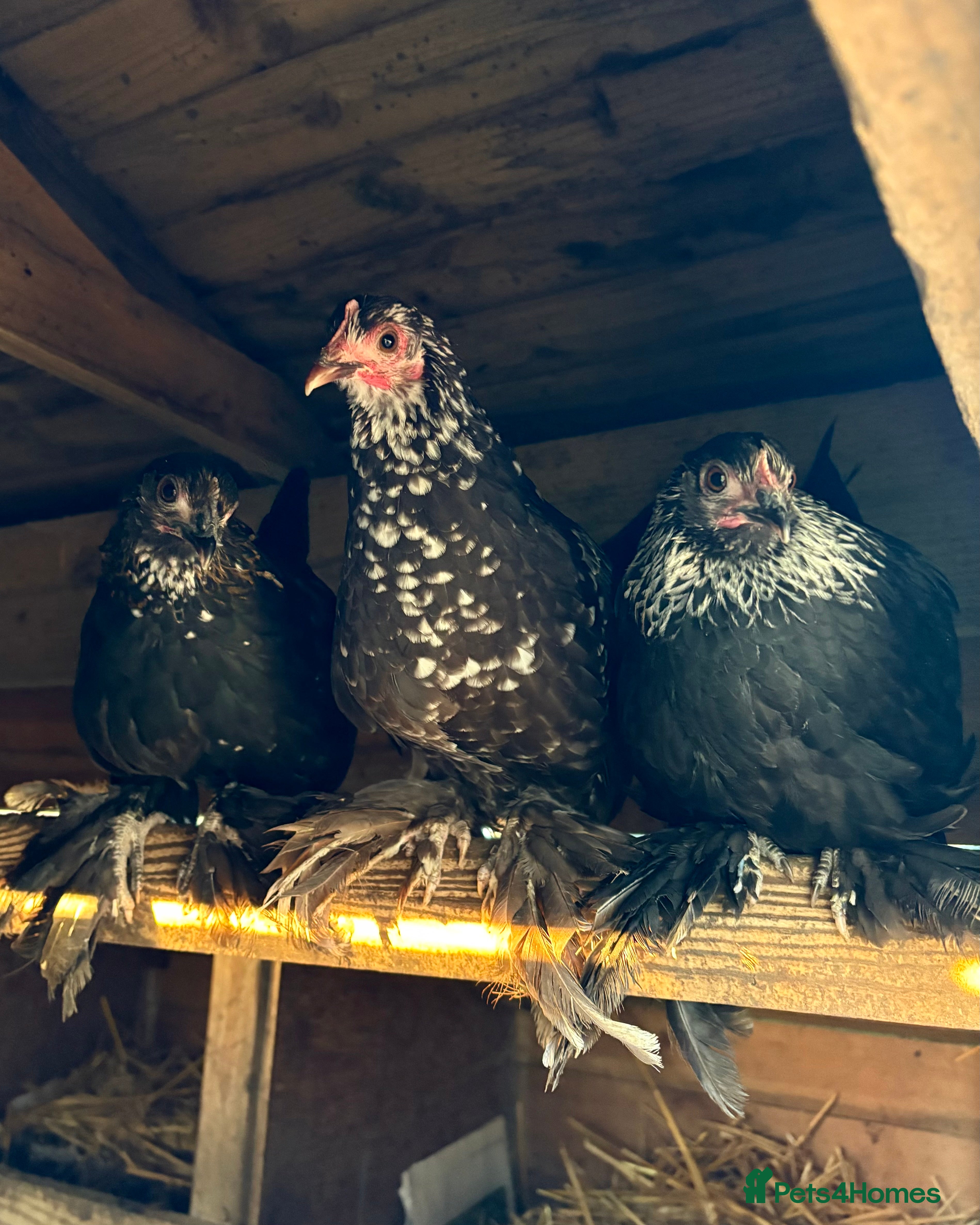 Chickens poultry Sablepoot Booted Bantam Pullets & Cockerels - Advert 1