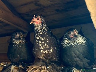 Chickens poultry Sablepoot Booted Bantam Pullets & Cockerels - Advert 11