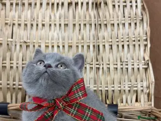 British Shorthair cats GCCF health tested British Shorthair Kitten - Advert 6