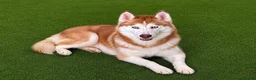 Siberian Husky dogs for sale: (Cheo) stunning adult female chocolate husky  - Advert 4