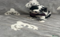 Maltipoo dogs for sale: 🤩 4 stunning male F1 Maltipoo 🤩 - Image 1