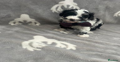 Maltipoo dogs - Advert 14