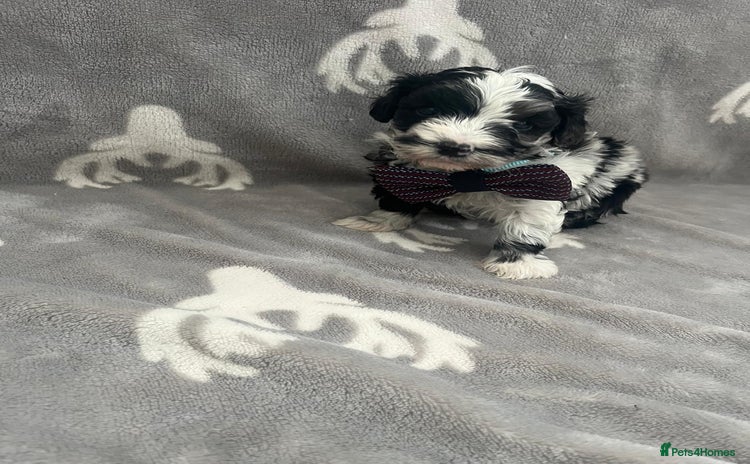 Maltipoo dogs - Advert 3