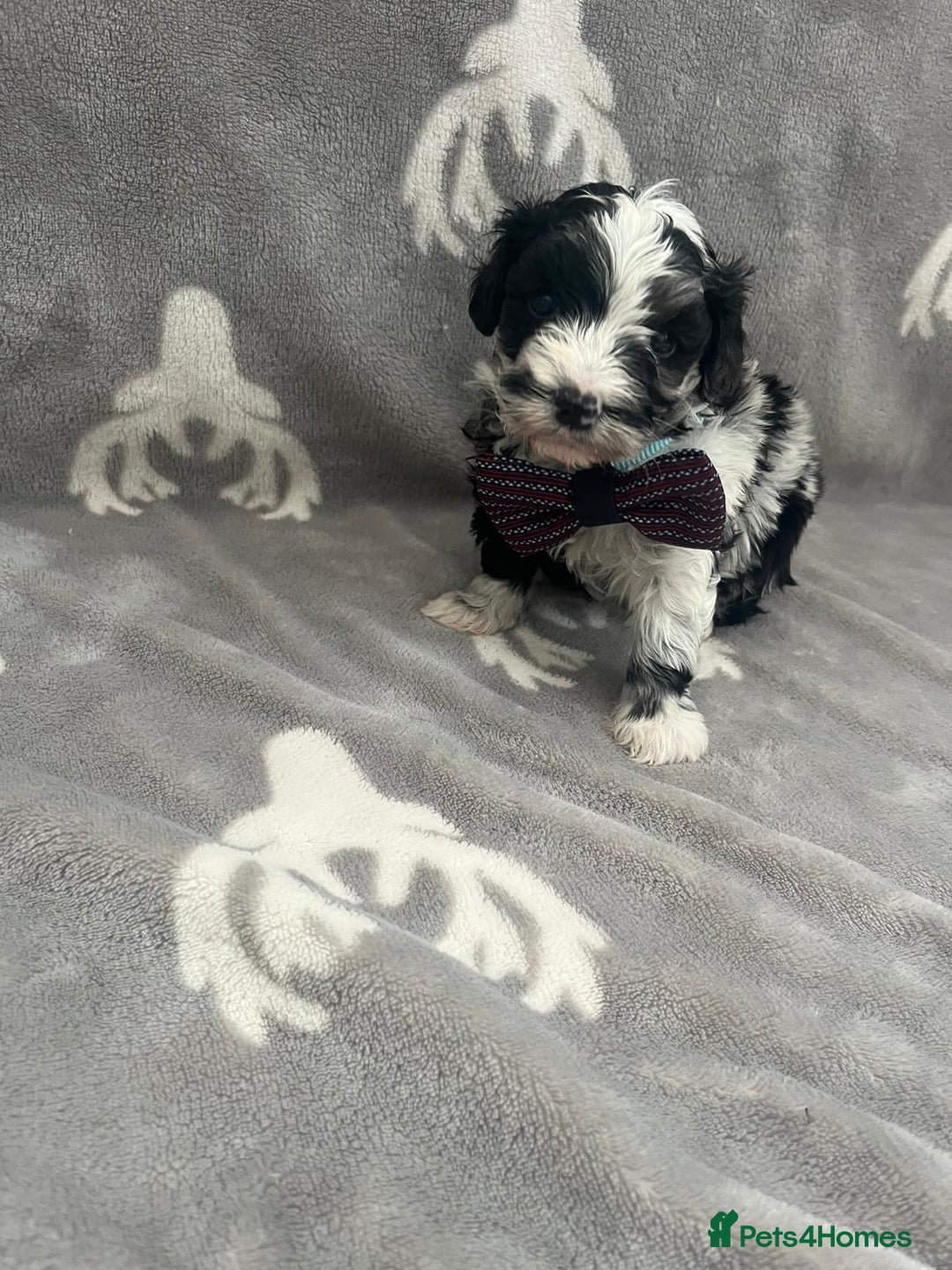 Maltipoo dogs for sale: 🤩 4 stunning male F1 Maltipoo 🤩 - Image 1