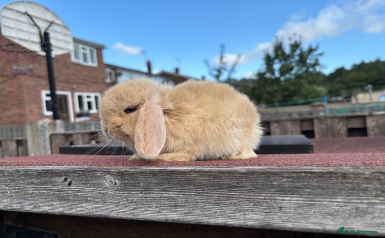 Mini Lop rabbits - Advert 13