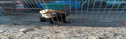 Labrador Retriever dogs for sale: Beautiful Labrador Puppies  in Caernarfon - Advert 2