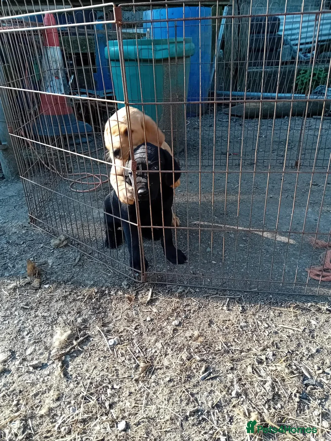Labrador Retriever dogs for sale: Beautiful Labrador Puppies  in Caernarfon - Advert 2