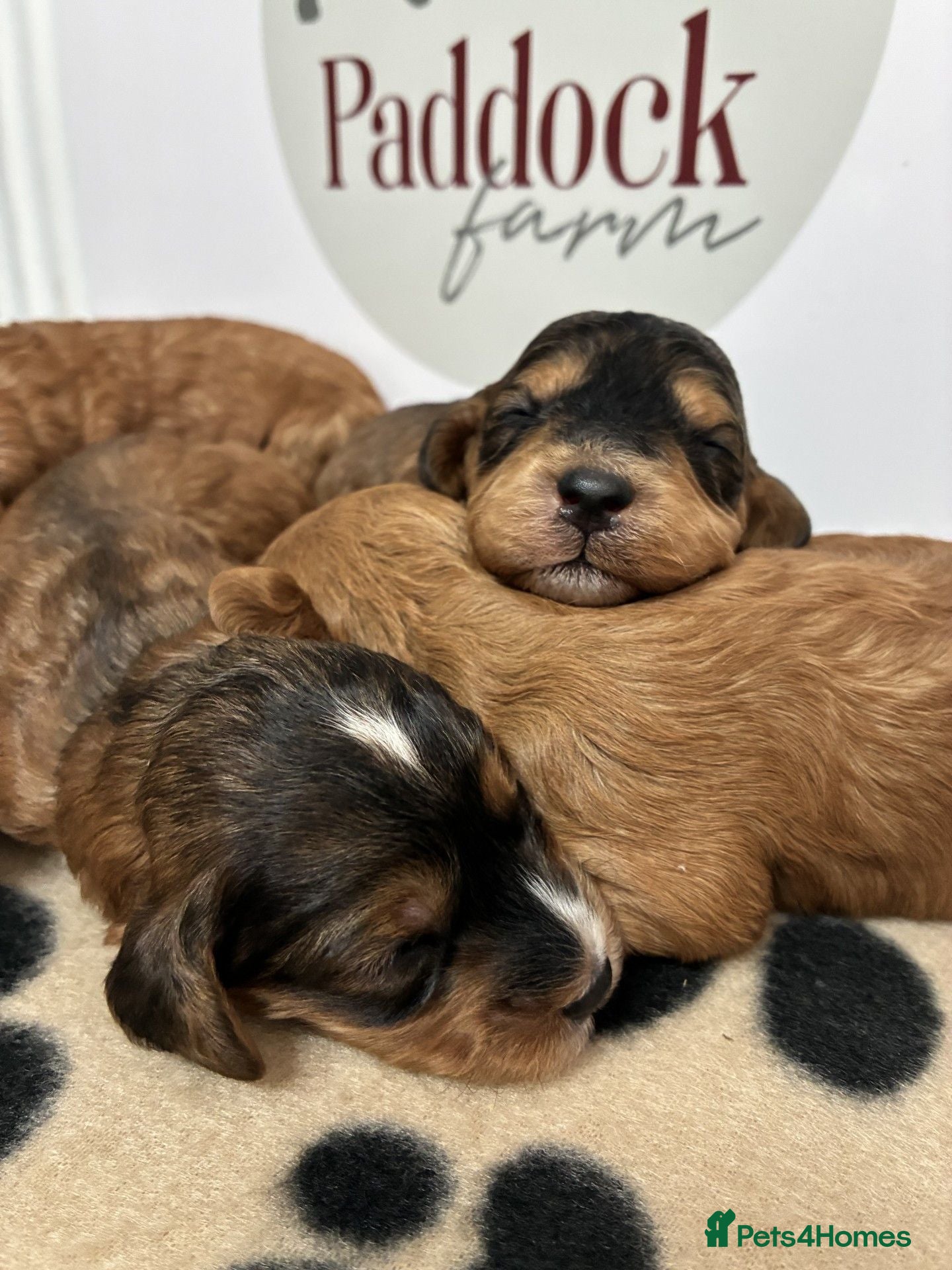 Cavapoo dogs 🌟 Superb sable cavapoo puppies 🌟 - Advert 1