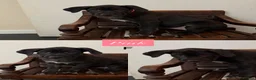 Cane Corso dogs for sale: Cane Corso Puppies - Advert 8