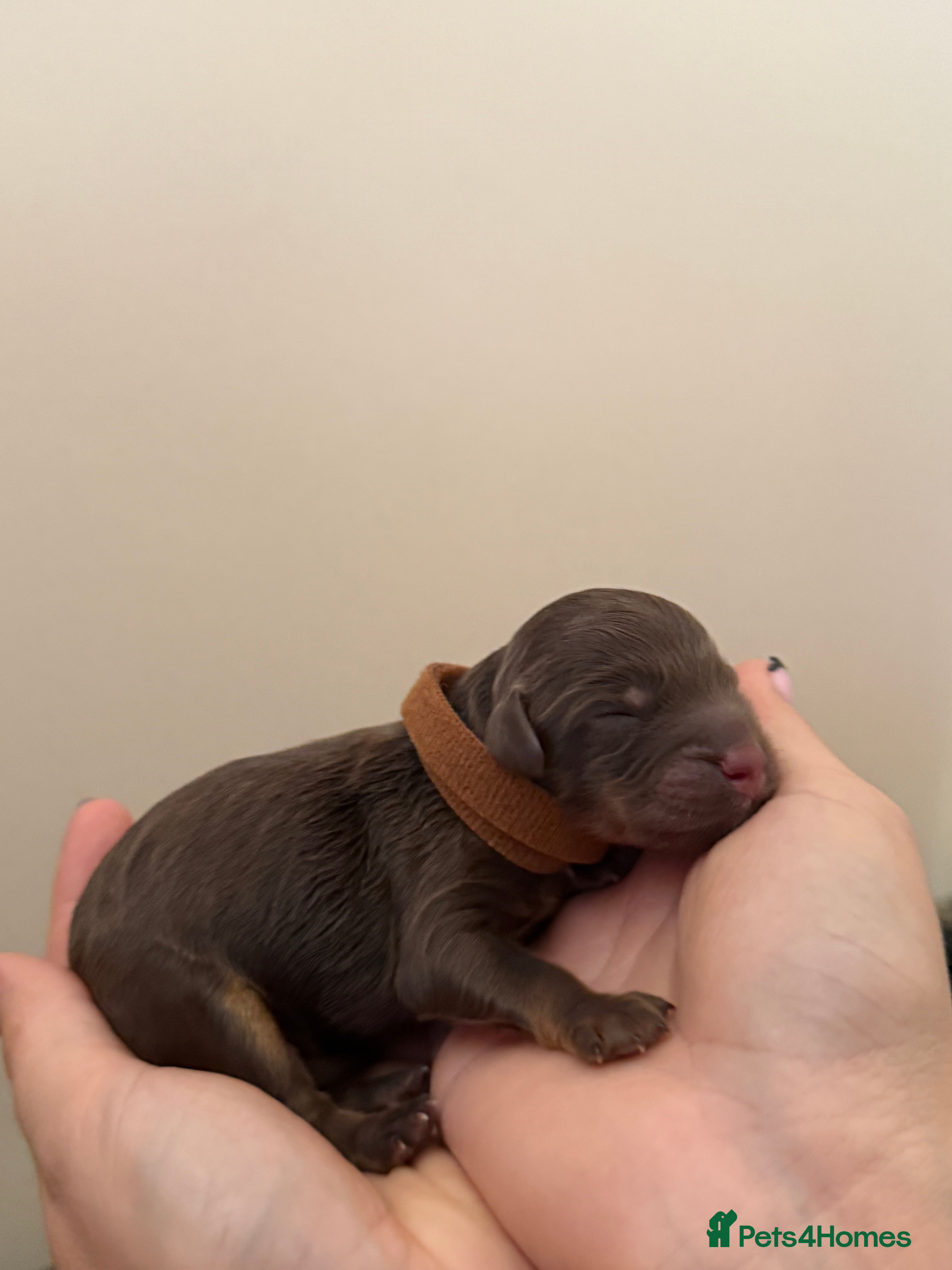 Cockapoo dogs Cockapoo puppies  - Advert 8