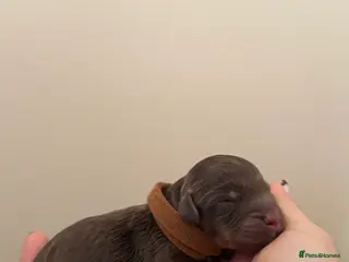 Cockapoo dogs Cockapoo puppies - Advert 7