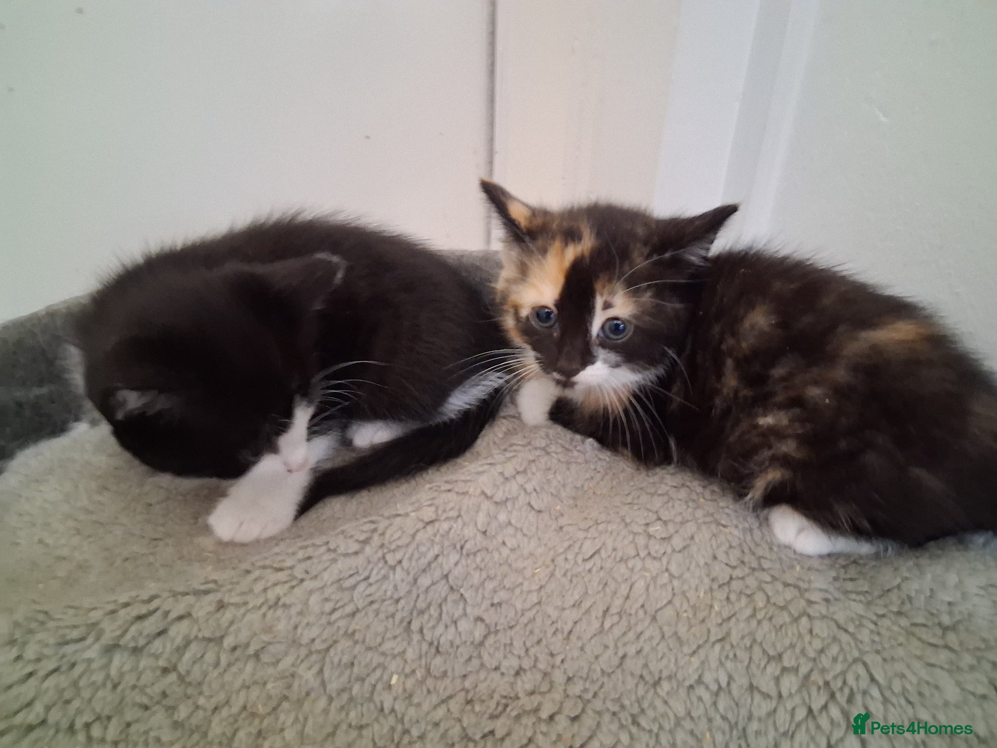 Domestic Shorthair cats for sale: 2 BEAUTIFUL KITTENS AND MUM AVAILABLE - Advert 4