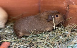 Guinea Pig rodents for sale: Mix of baby boy Guineapigs  - Image 1
