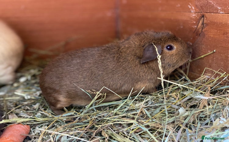 Guinea Pig rodents - Advert 8