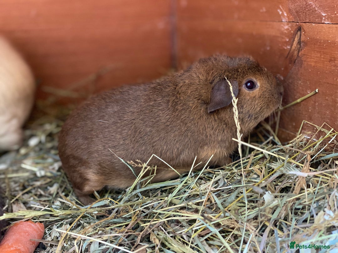 Guinea Pig rodents for sale: Mix of baby boy Guineapigs  - Image 1