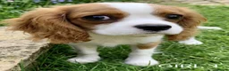 Cavalier King Charles Spaniel dogs for sale: Blenheim Cavalier King Charles Spaniel Puppies - Advert 8