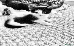 Mixed Breed cats for sale: Beautiful kittens - Image 6