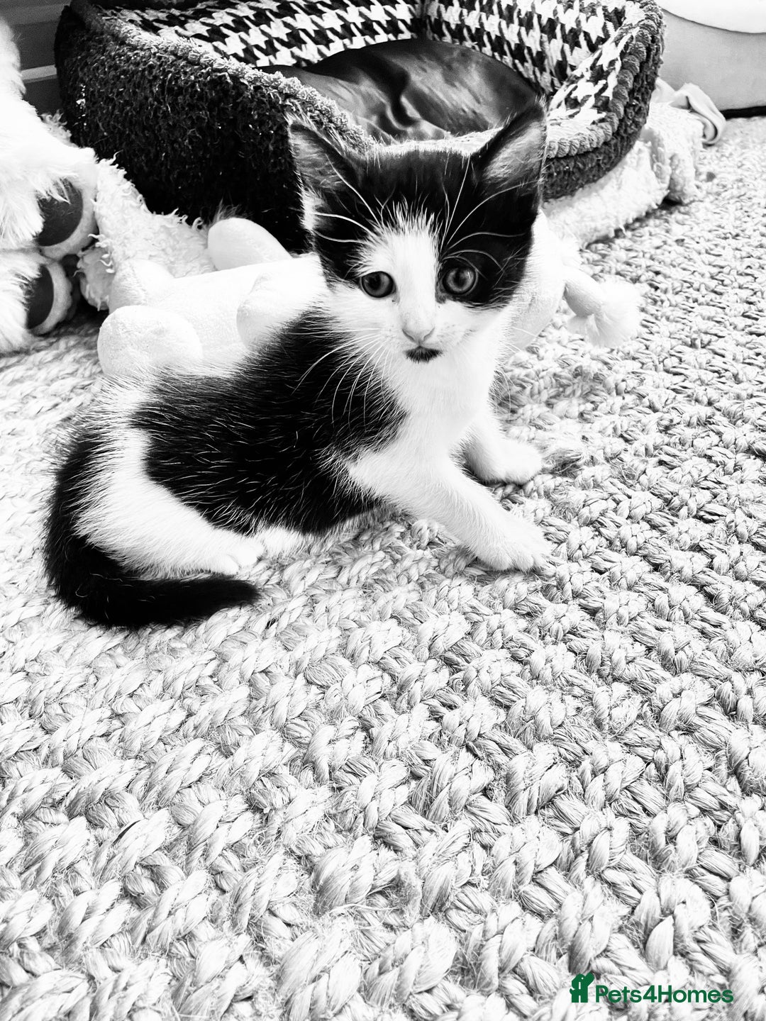 Mixed Breed cats for sale: Beautiful kittens - Image 6