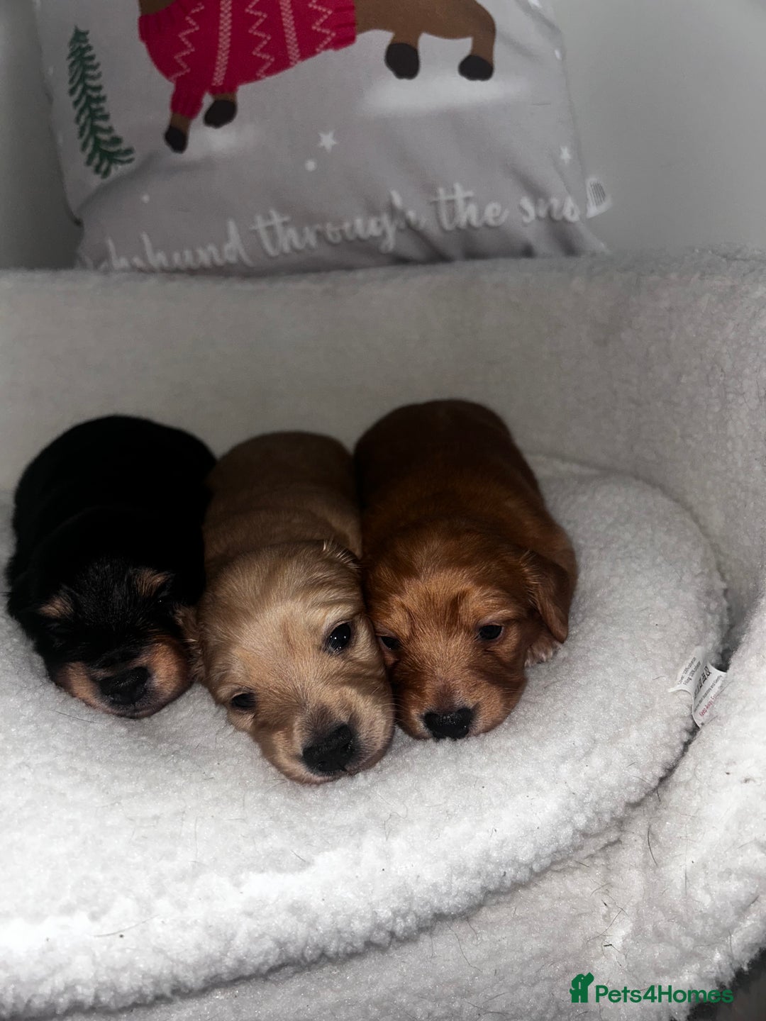 Miniature Dachshund dogs for sale: Miniature Longhair Dachshund Puppies  - Image 2