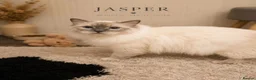 Ragdoll cats for stud: GCCF Lilac Point Ragdoll Stud Proven - Advert 2